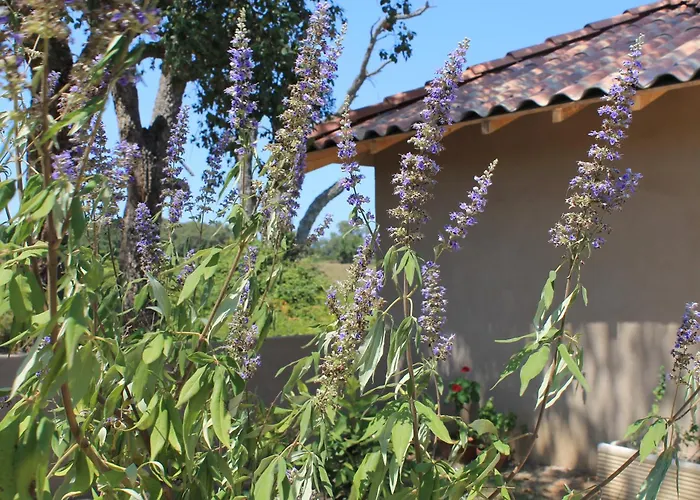 Apartment Casamea - U Sognu *